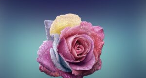 – Krásné a zdravé: Tipy pro péči o svou pokožku