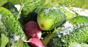 Nejlepší recepty na rychlé a zdravé jídlo