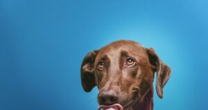 Bojová umění: Světové historie a tradice