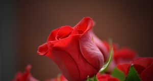 Krása ve všech barvách: Jak experimentovat s barevným líčením