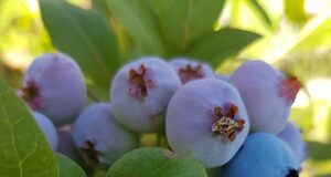 Vánoční recepty na lahodné sváteční pokrmy