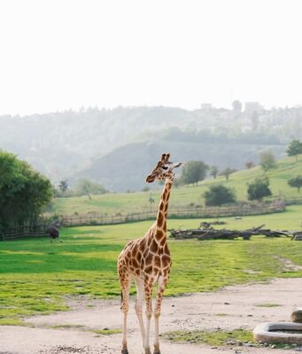 Kulajda – tradiční česká polévka