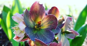 Jak využít kreativitu pro dosahování profesionálních cílů a úspěchu